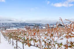 Lake Vineyard Escape - Image 5