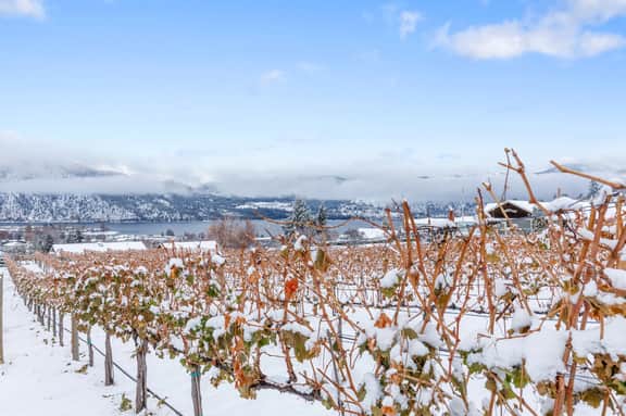 Lake Vineyard Escape - Image 5